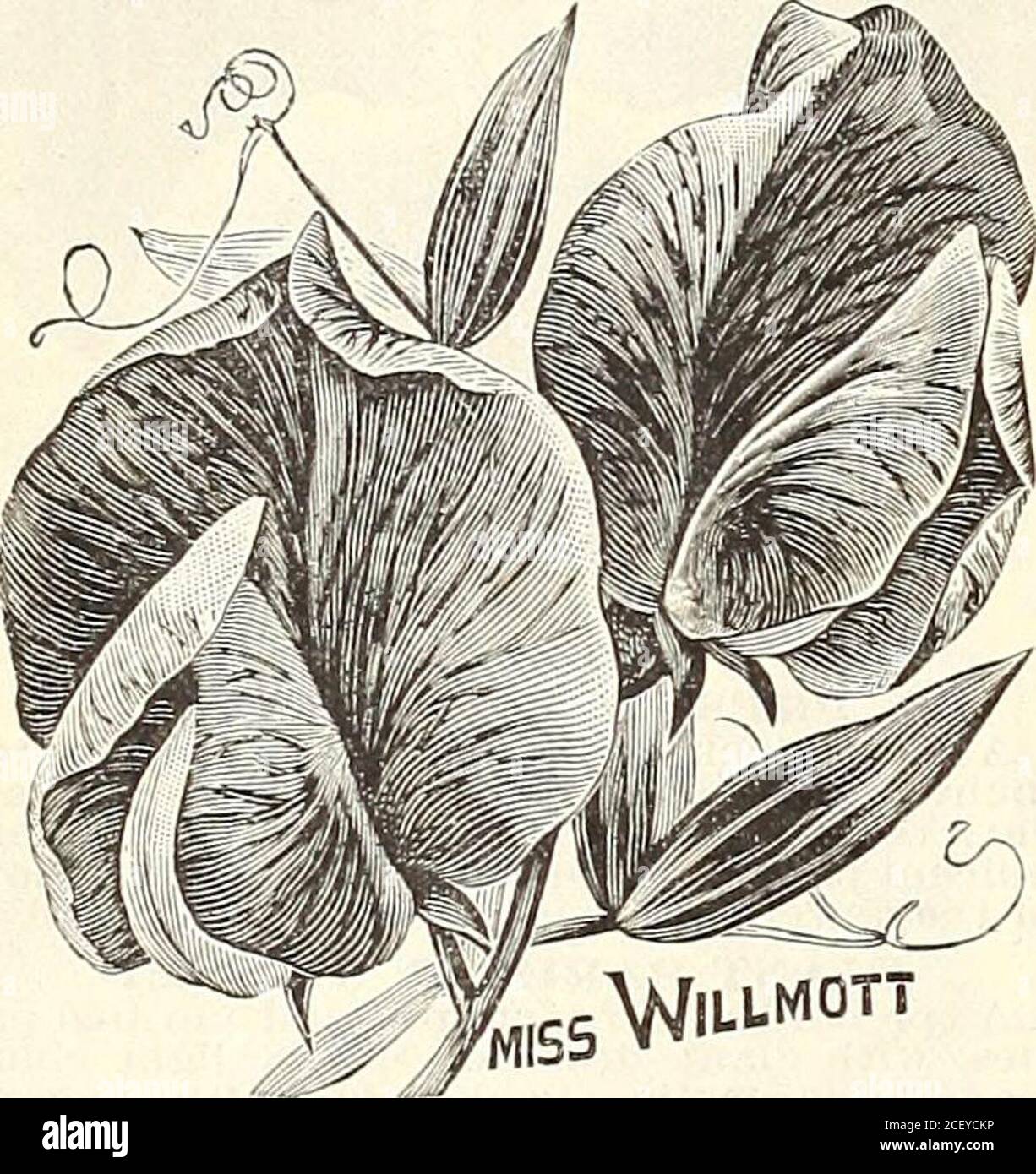 . The Maule seed book for 1905. salmon red;Wings bright rose. Bears three tlowers on a stem. Majestic, Standard a deep, rich, rosy pink; wingssoft rose. Truly majestic in habit and appearance. Calypso. Standard bright magenta; wings delicatemaave. Quite a novelty in color. Duke of Sutherlaud. Deep claret, reddishtinge: wings deep violet purple. Jeanie Qordon. Bright rose, shaded cream.First otTered by me this year. liorcl Kenyon. Self colored or uniform. Rosemagenta, flushed with crimson. Mrs. Fitzgerald. Soft cream colored, flushedand edged with delicate rose. Almost a self or uniformcolored Stock Photo