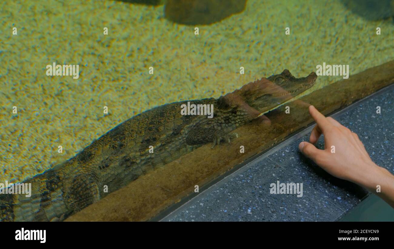 Small crocodile swimming in aquarium. Animal and nature concept Stock Photo