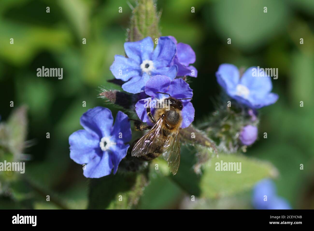 Western honey bee or European honey bee (Apis mellifera) on flowers of green alkanet (Pentaglottis sempervirens), family borage (Boraginaceae) Stock Photo