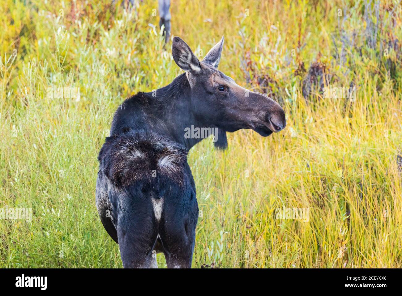 Closeup of a female moose with ruffled back hair looking right with colorful willows around her Stock Photo