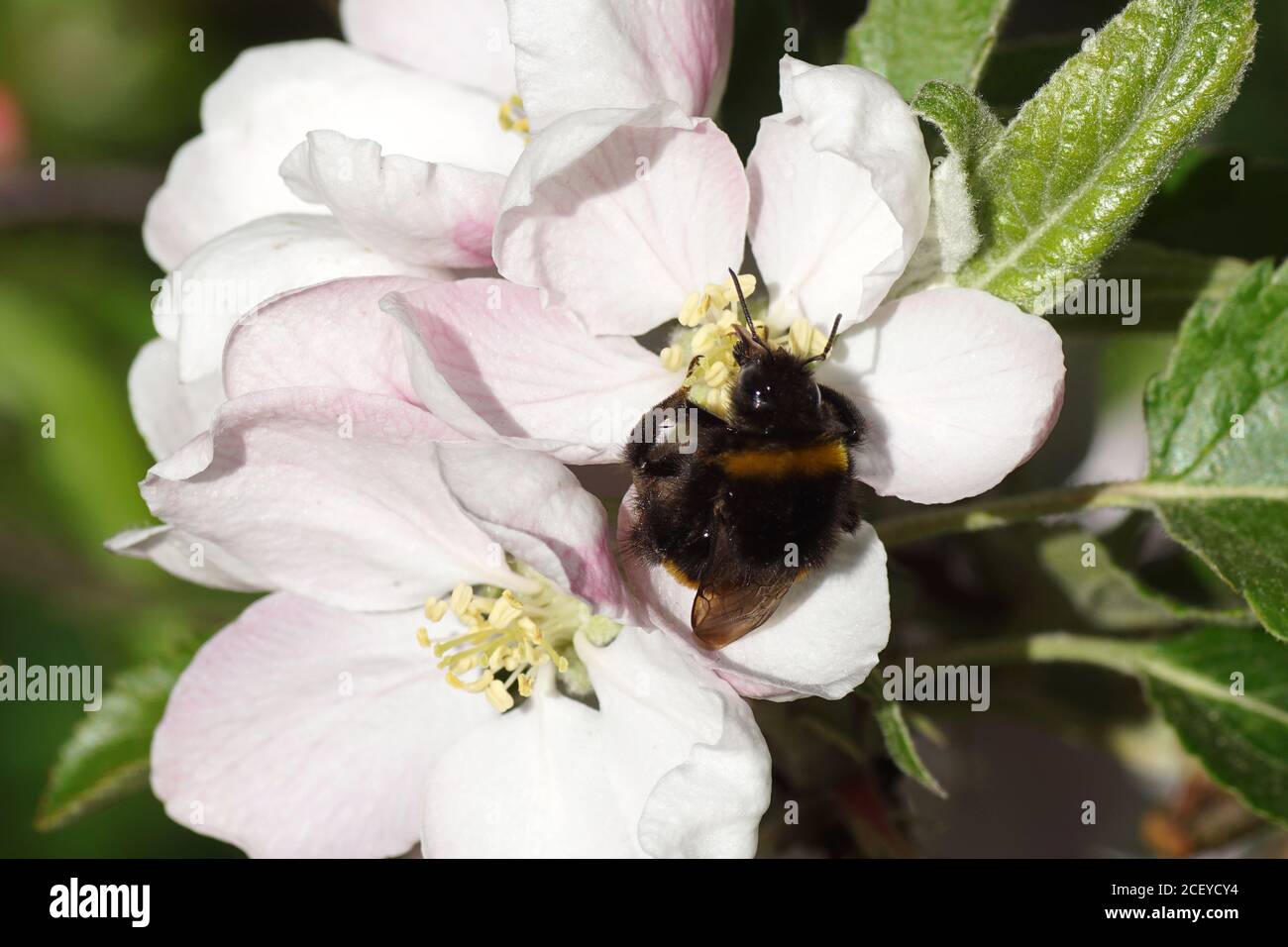 Bumblebee species in the  Bombus terrestris-complex (Hymenoptera, Apidae) on the flowers of the apple tree. Spring, Netherlands April Stock Photo