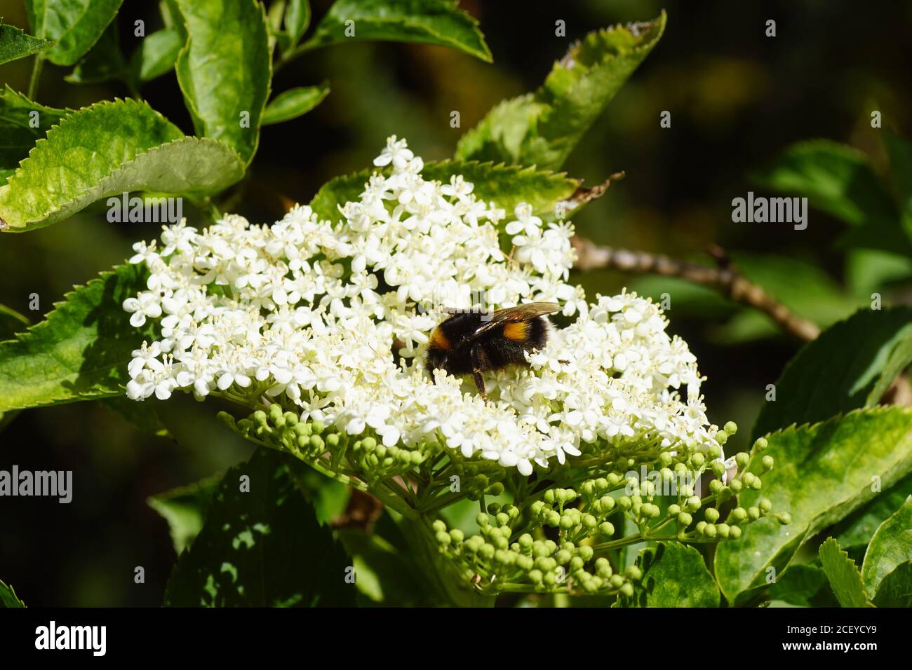 Bumblebee species in the Bombus terrestris-complex on the flowers of elder (Sambucus nigra), family Adoxaceae. In a Dutch garden in the spring. Stock Photo