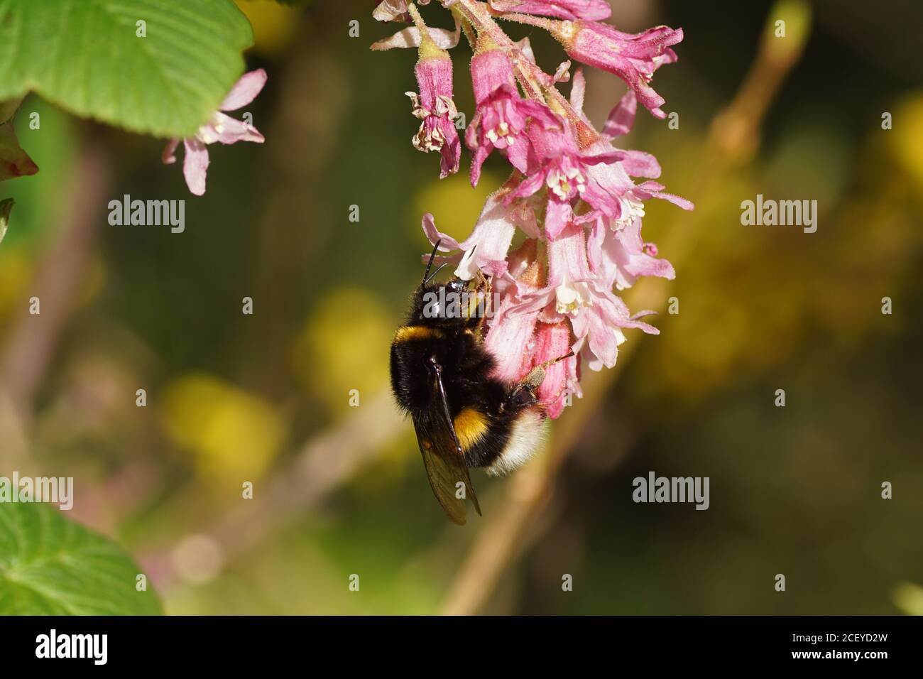 Bumblebee species in the Bombus lucorum-complex on the flowers of a Ribes sanguineum, the flowering currant or redflower currant. In spring, Holland Stock Photo