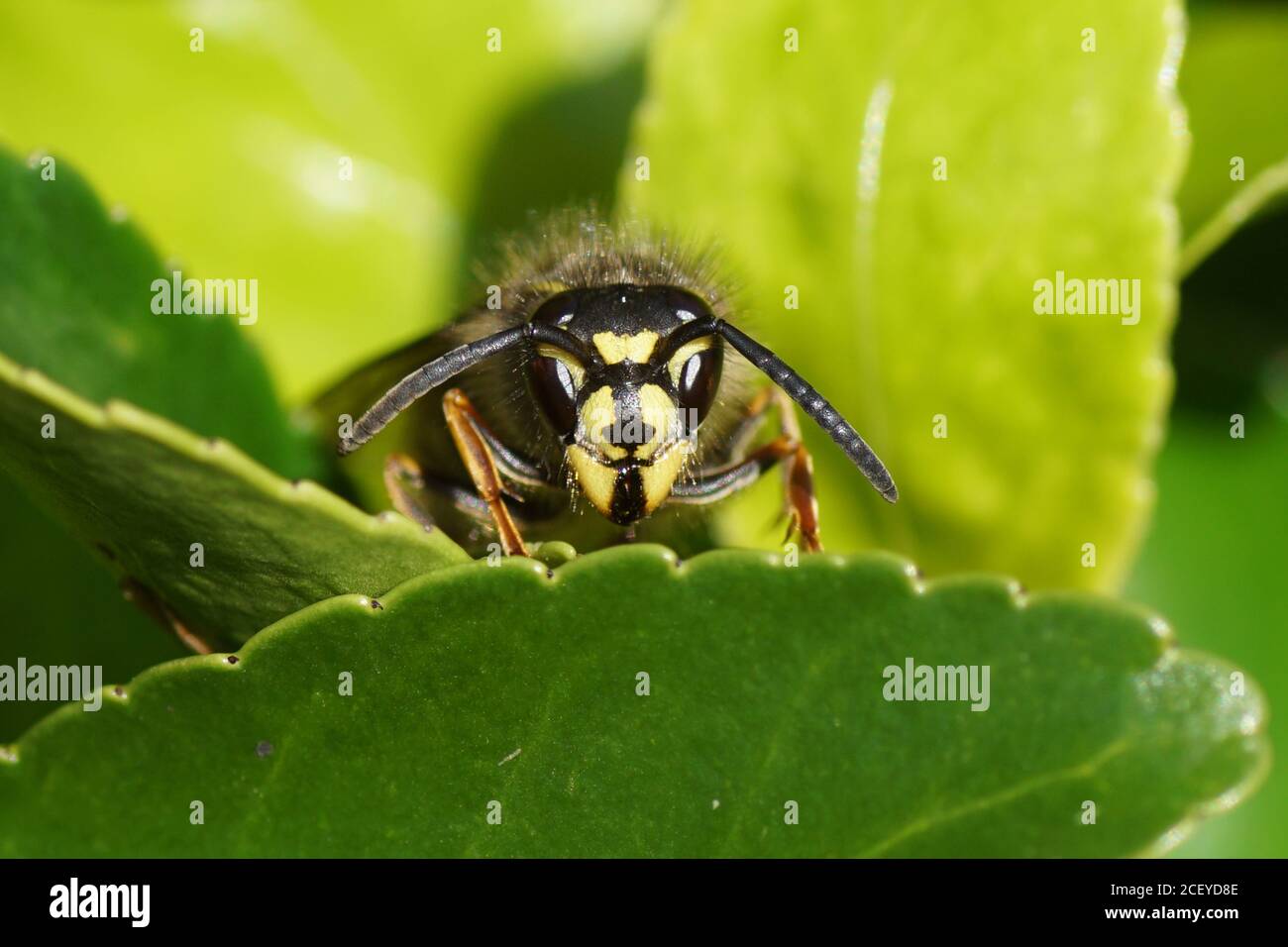 Queen of a common wasp (Vespula vulgaris) of the family Vespidae in spring on the leaves of an Euonymus a Dutch garden. Stock Photo