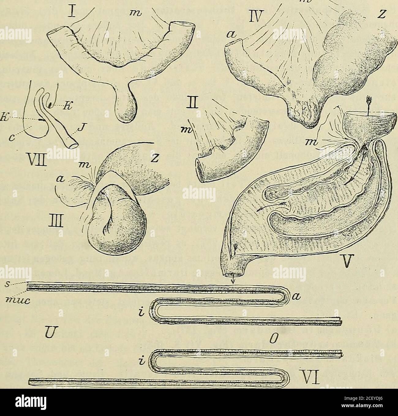 Venen Und Arterien High Resolution Stock Photography And Images Alamy