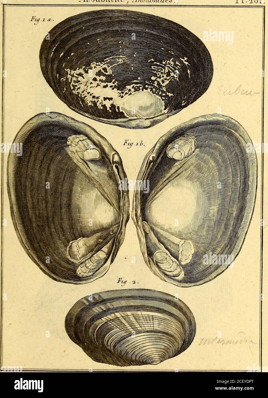 Tableau Encyclopedique Et Methodique Des Trois Regnes De La Nature Eueo Re Tflaairezley Aw Traces H Comaue Bmab Gt E W G Ffzaz 210 Anoaontite Arwdontiecj Pl 1 Iiueozre Lt Flalurpylle S R A Chaamaioahe