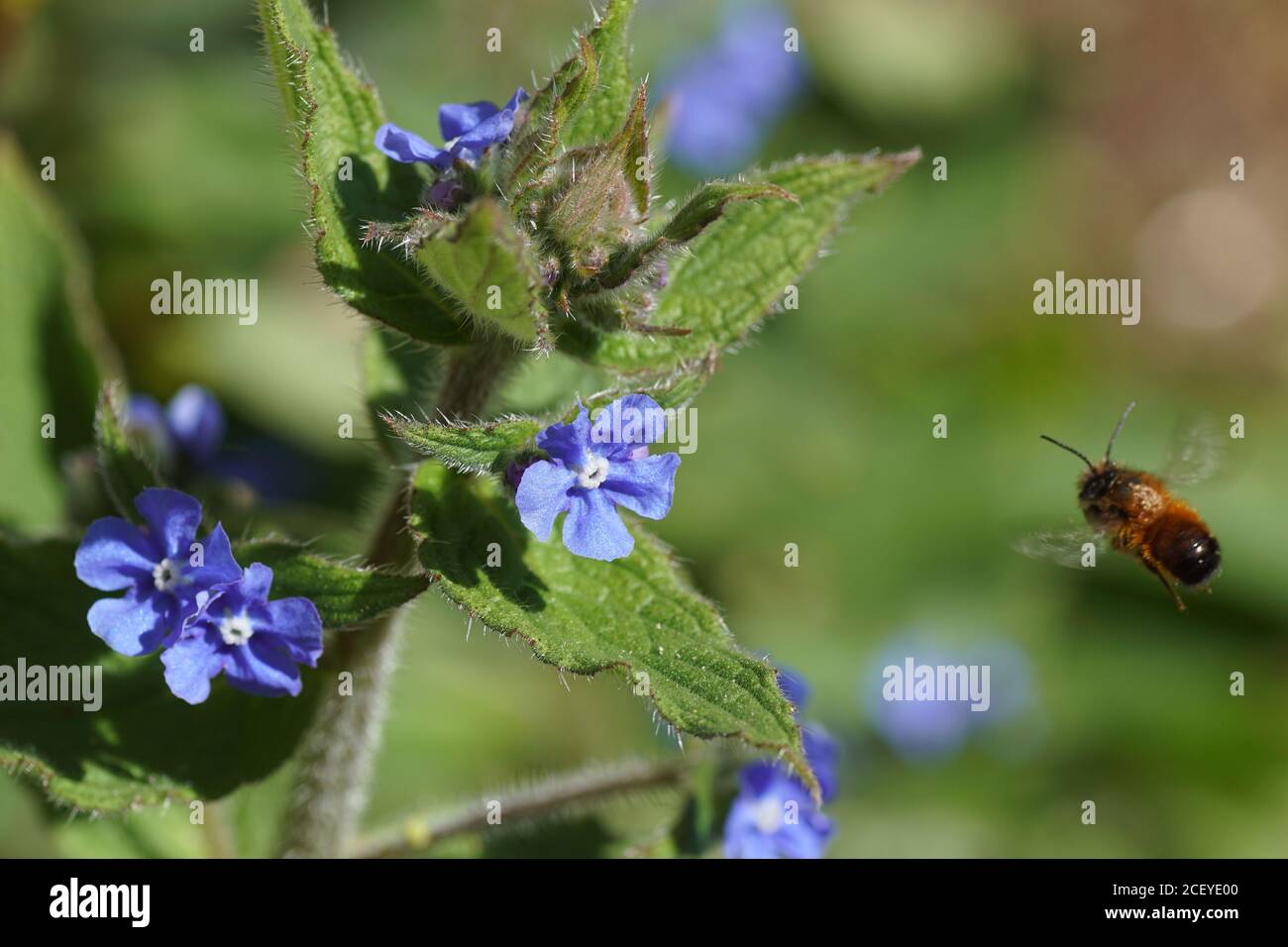 Flowers of green alkanet (Pentaglottis sempervirens), family borage (Boraginaceae) in a garden. Flying red mason bee (Osmia bicornis), Megachilidae. Stock Photo