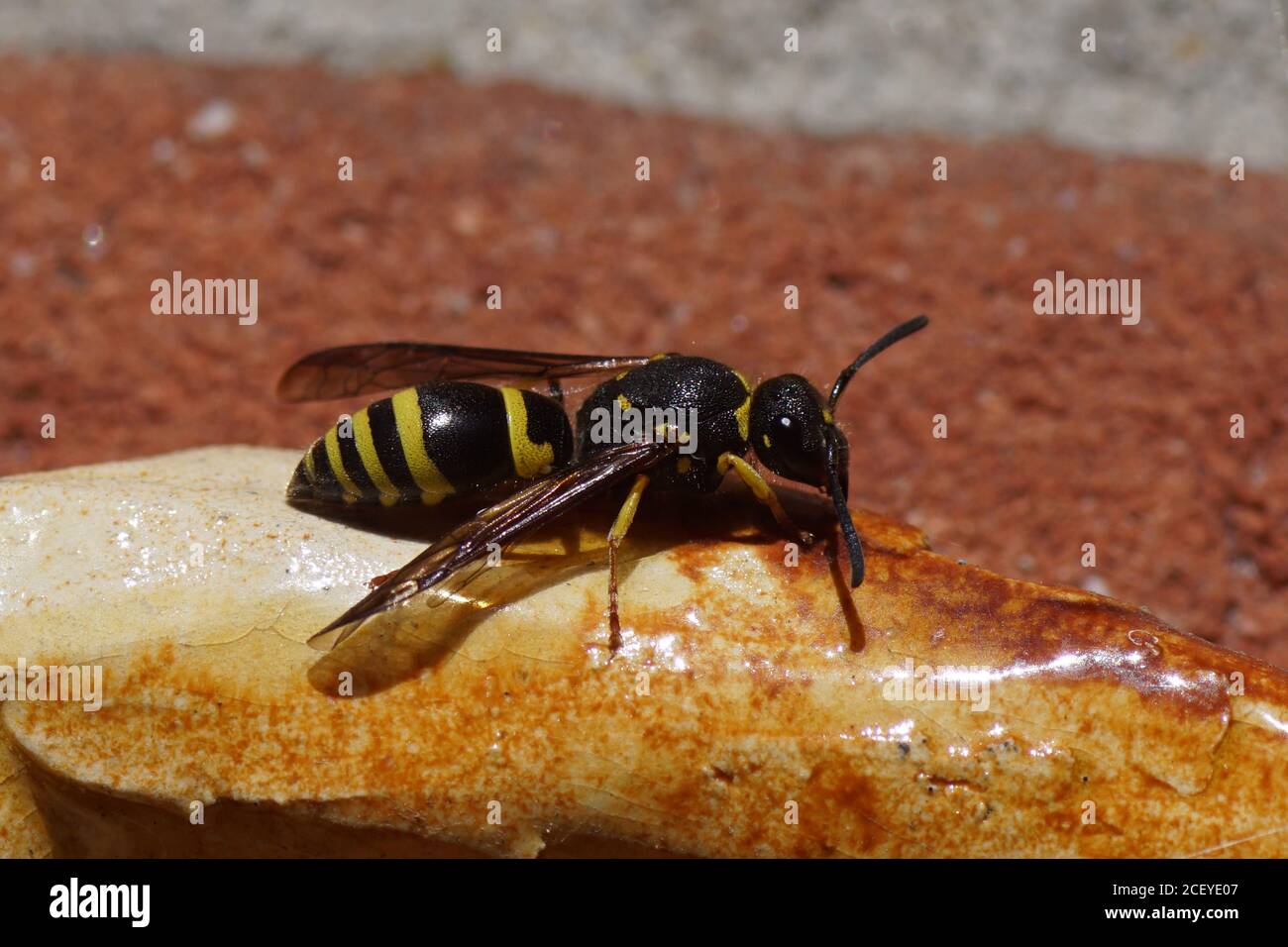 Potter wasp of the genus Ancistrocerus and family Vespidae in front of a wall. Maybe Ancistrocerus nigricornis. Spring, Netherlands April Stock Photo