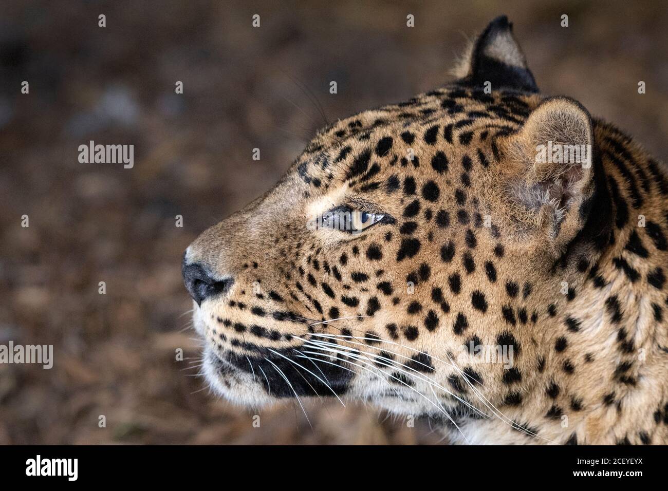 Adult female Sri Lankan leopard (profile) Stock Photo