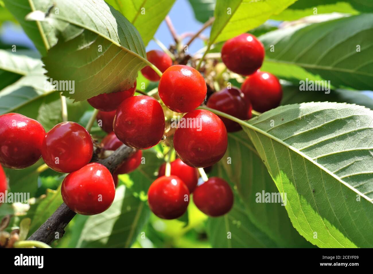 close-up of ripening sweet cherries on a tree in the garden, low angle view Stock Photo