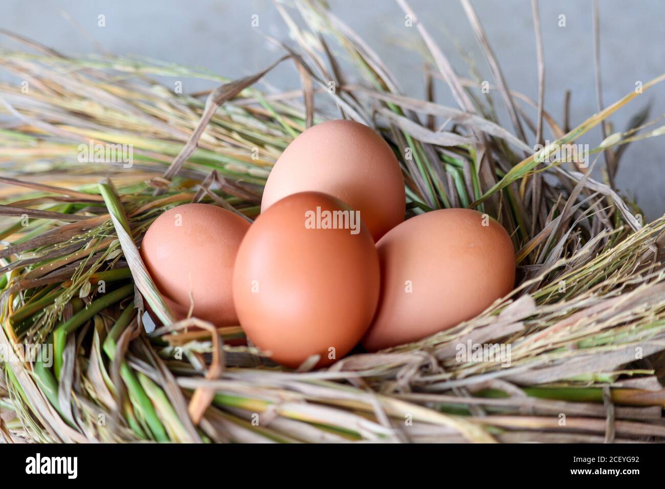chicken eggs on a rice straw nest Stock Photo - Alamy