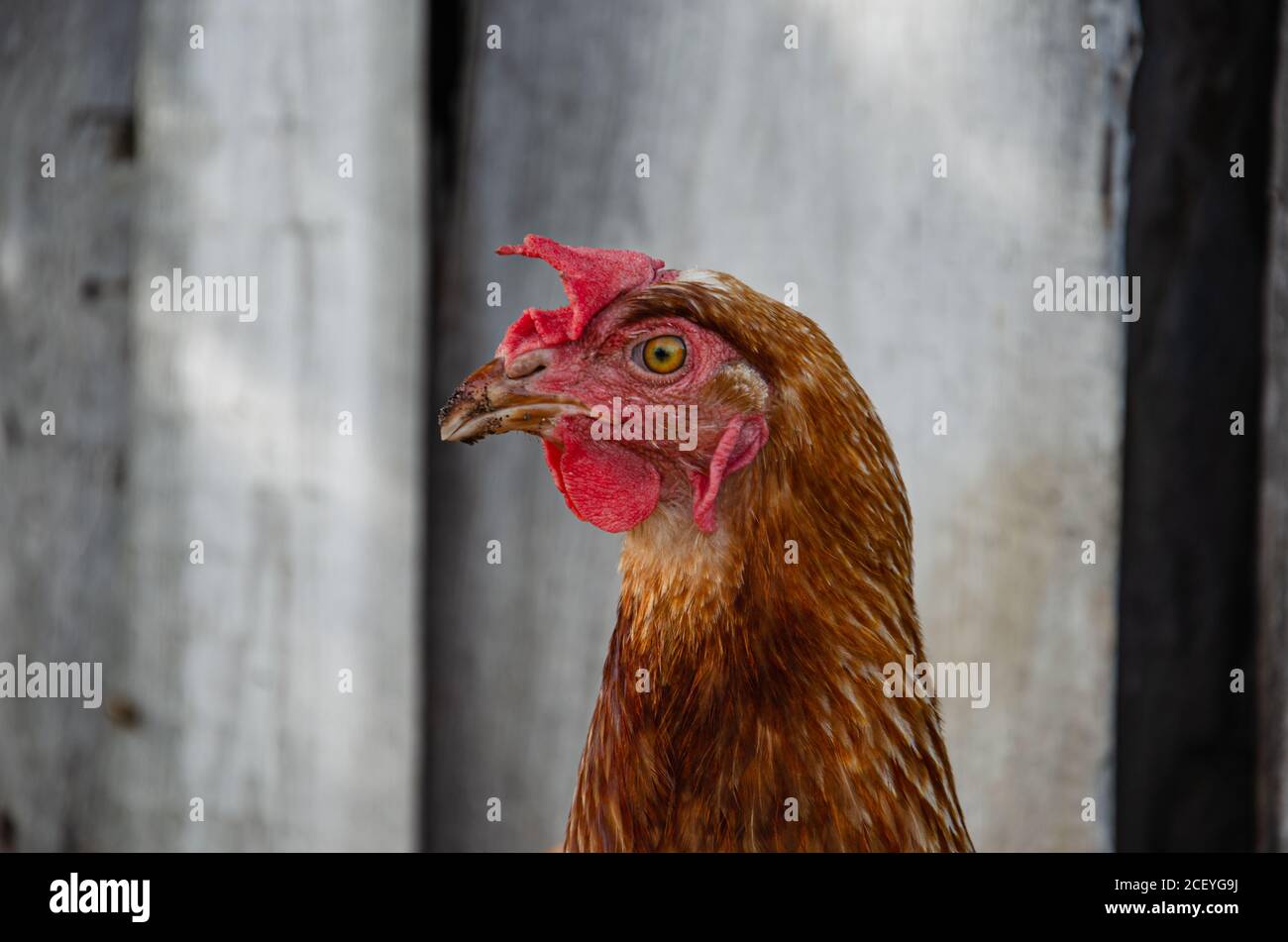 Hens feed on the traditional rural barnyard at sunny day. Detail of hen head. Chickens sitting in henhouse. Close up of chicken standing on barn yard Stock Photo