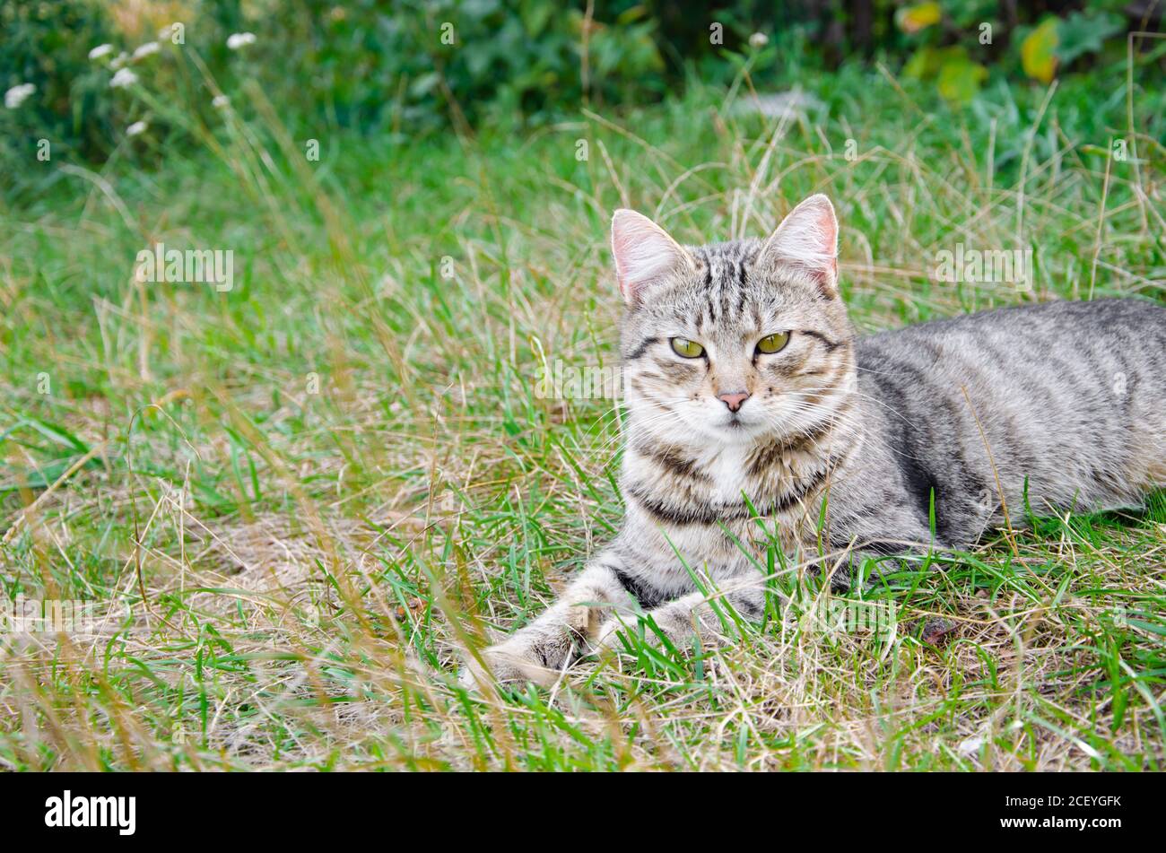 Street cat in flower bed. Gray fluffy cat is sitting in the green grass Stock Photo Alamy