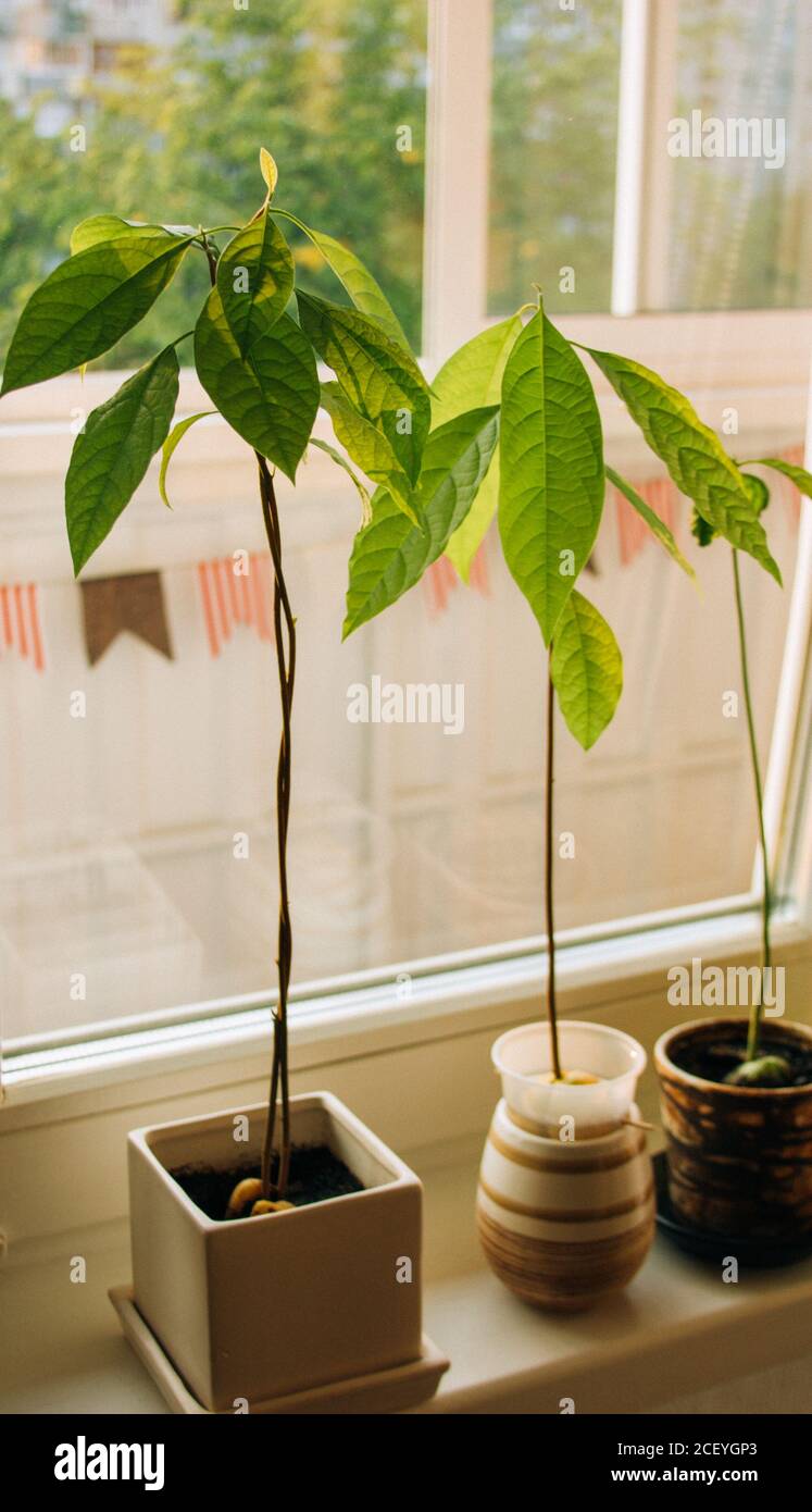 Avocado sprouts. Avocado young trees seedlings in pots on window sill.  Green home plant. Different kinds Stock Photo - Alamy, image size:747x1390
