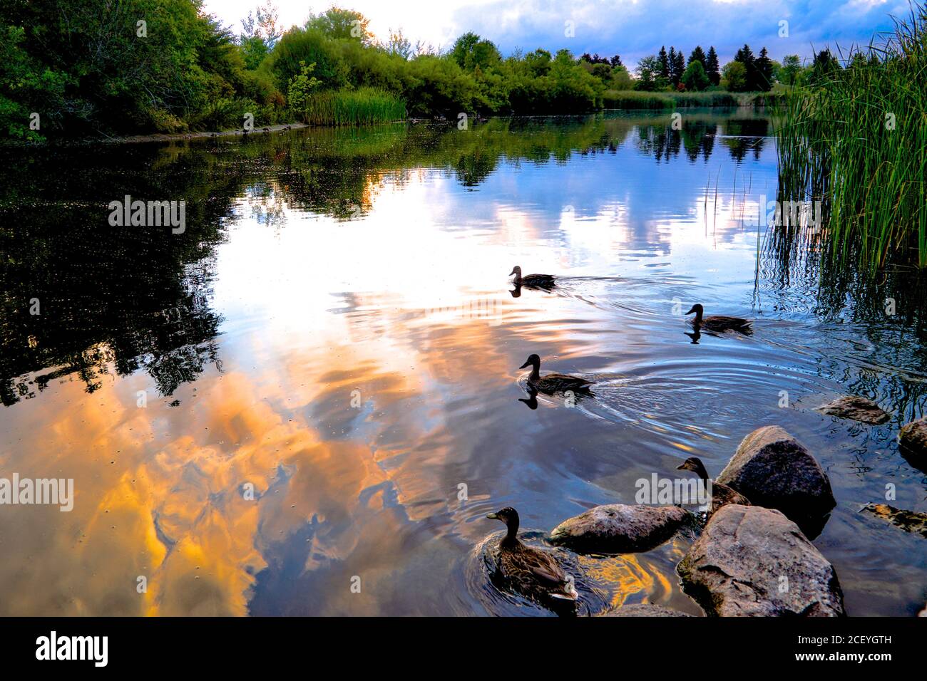 Reflection animals in summer hi-res stock photography and images - Alamy