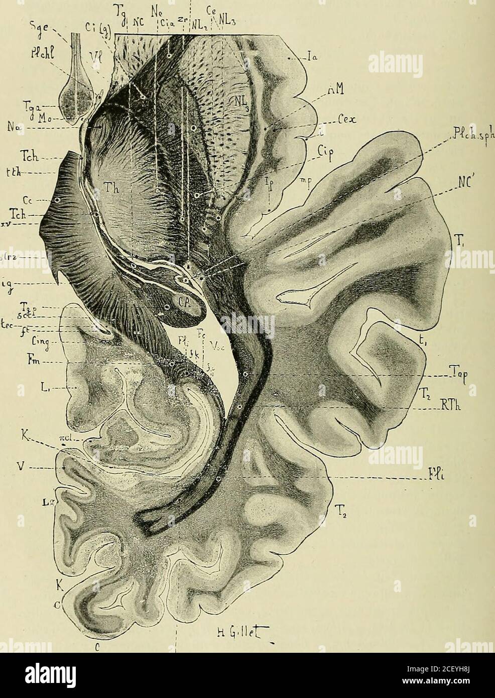 Tapetum occipital hi-res stock photography and images - Alamy