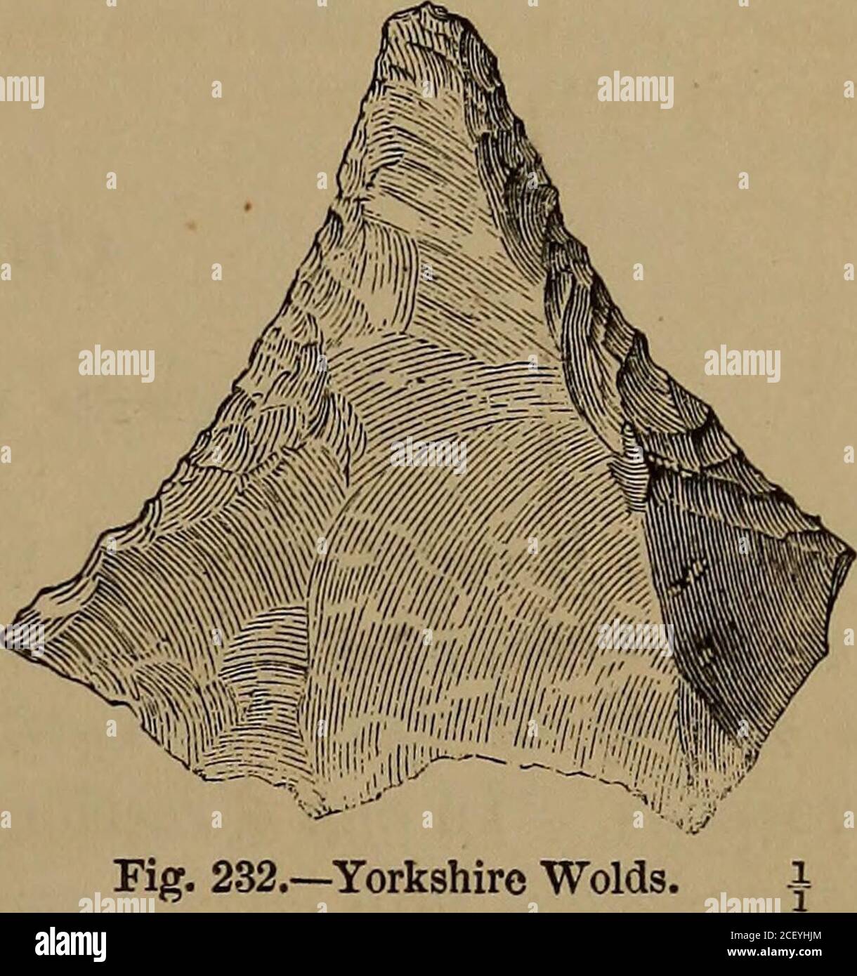 . The ancient stone implements, weapons, and ornaments, of Great Britain. Eg. 231.—Yorkshire Wolds. £. Fig. 232.—Yorkshire Wolds ig. 232, also from the Yorkshire Wolds, was presented to me byMr. Charles Monkman, of Malton. Though more acutely pointed thanFig. 231, it seems to have been intended for much the same purpose,and it has been formed ^in a similar manner. The secondary working isprincipally on the convex face of the flake, but owing to an irregularityin the surface of the flat face, a portion of it has been removed bysecondary chipping along one edge, so as to bring it as nearly aspos Stock Photo