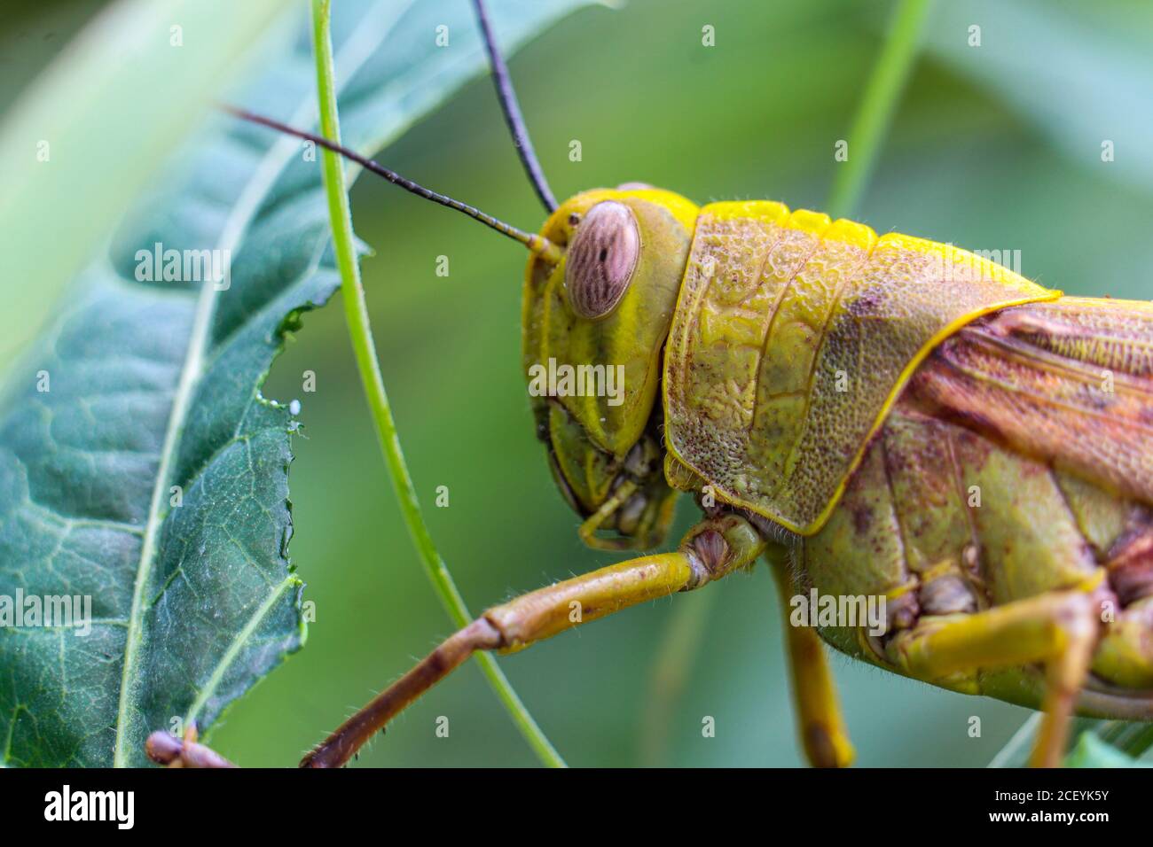 grasshoppers that are eating leaves Stock Photo