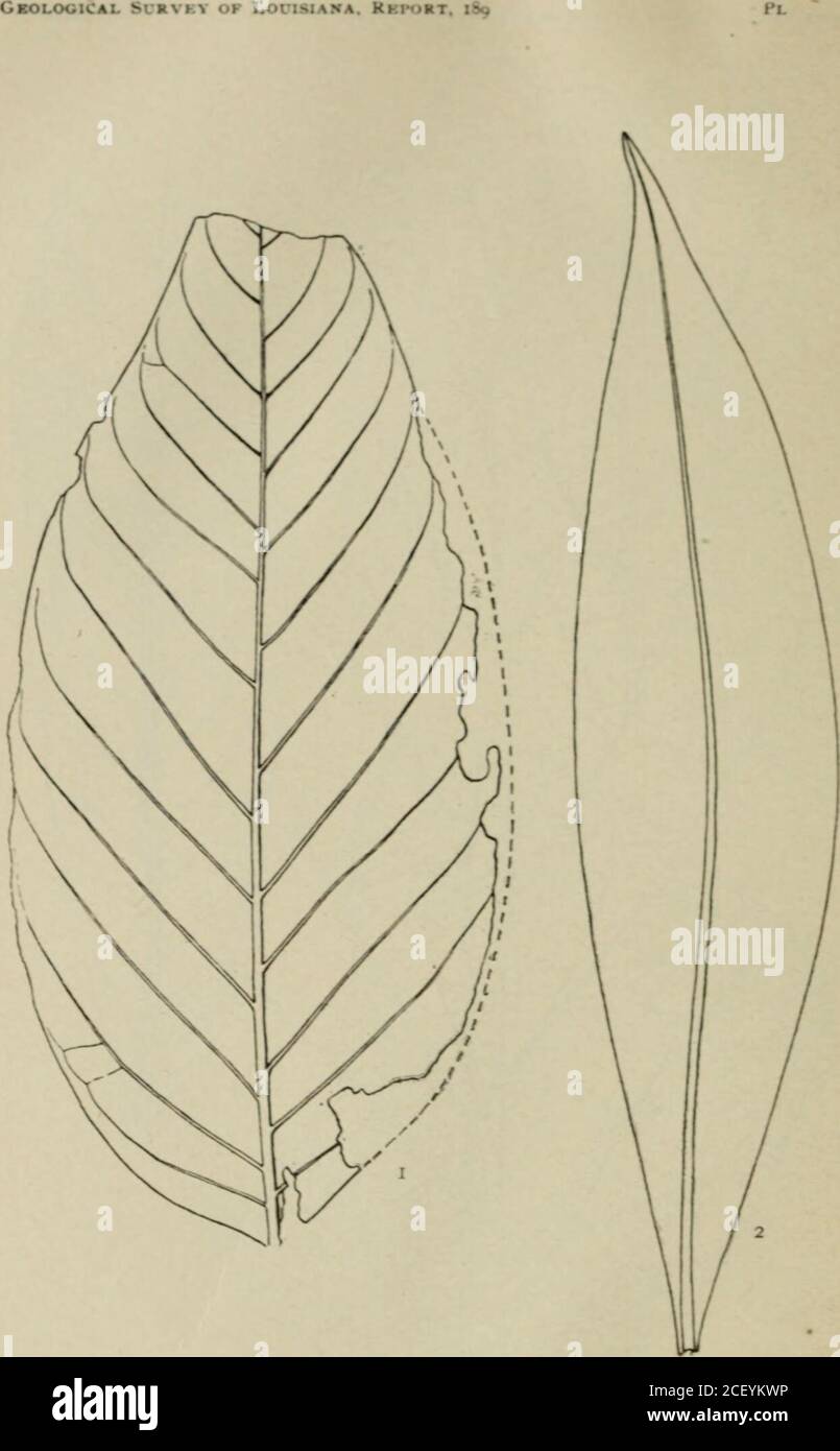 . Geology and agriculture. I. Celastriis taurinensis Ward. P. 285. 2. Ficus karrisiana, ?i. s^. P.281. 3. Apocynophyllum sapindifolium, n. sp. P. 288. 1. Rhamnus clebumi Lesq. P. 286. 2. Andromeda eolignitica,n. sp. P. 2S7 Geological Survey ov Louisiana. Report, 189 Plate 48 Stock Photo