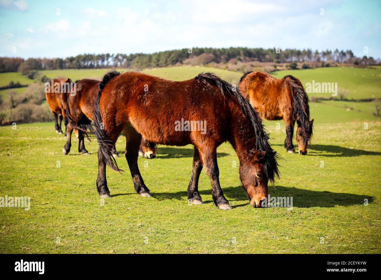 Devon equestrian hires stock photography and images Alamy