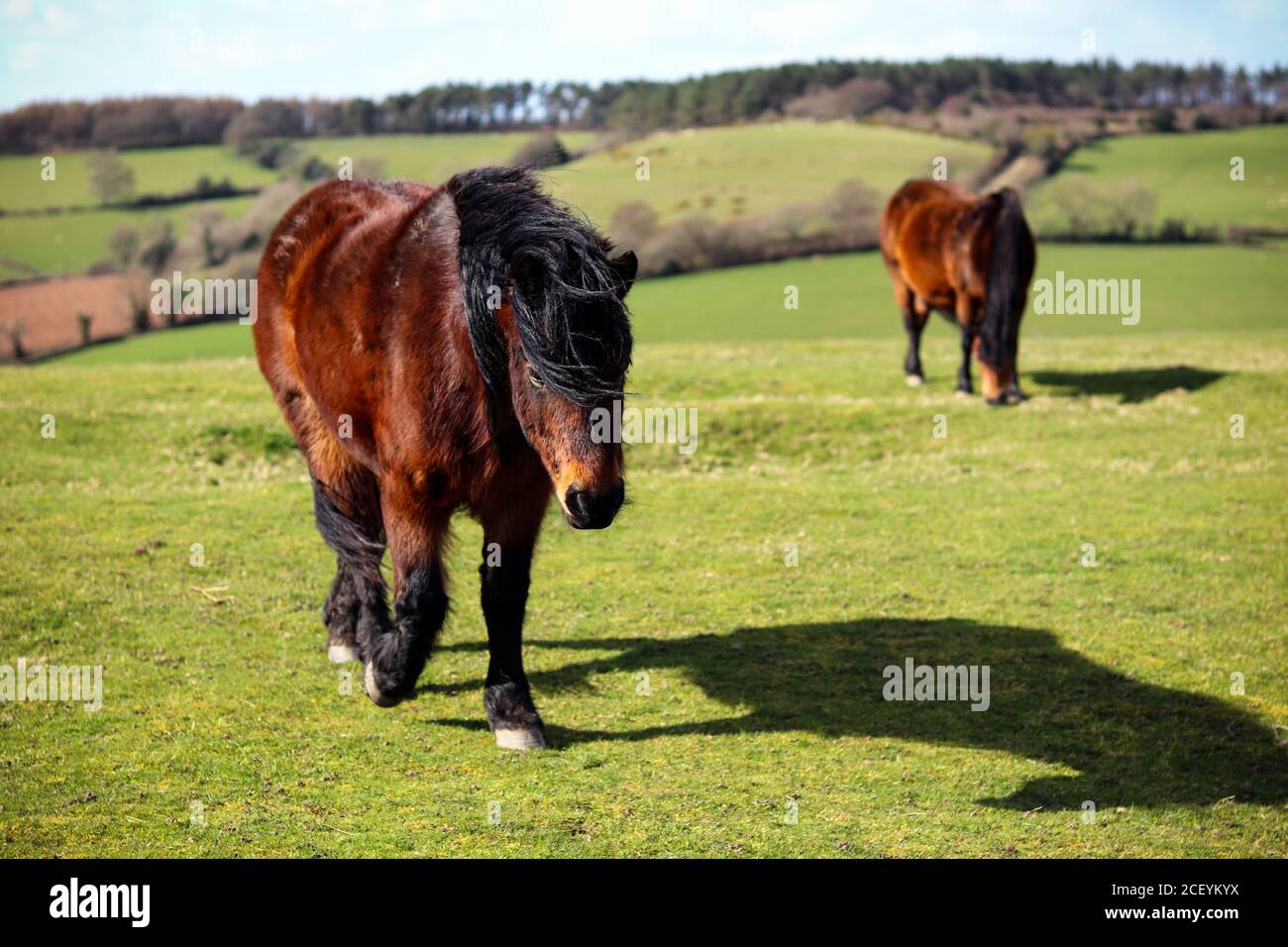 Devon equestrian hires stock photography and images Alamy