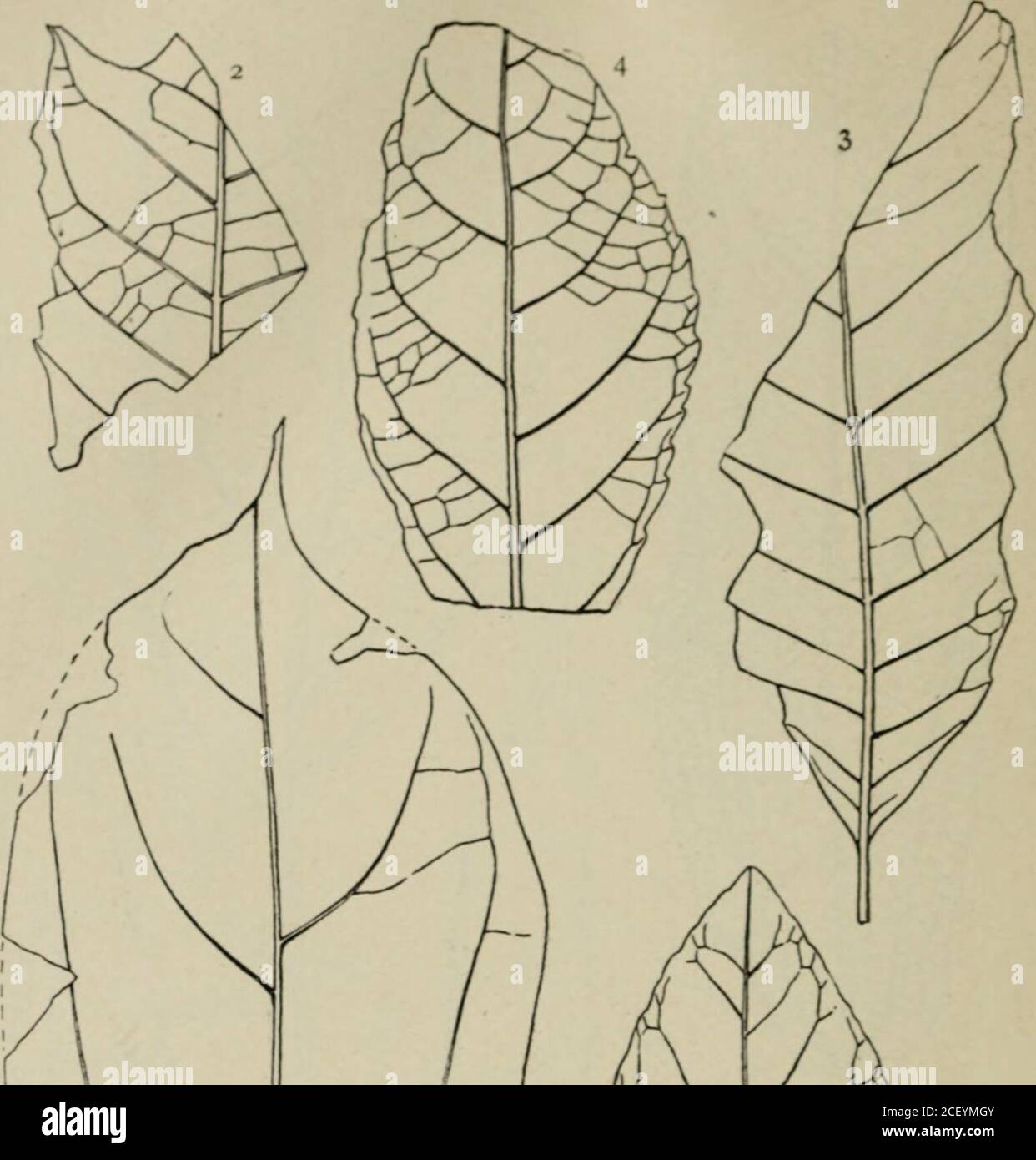 . Geology and agriculture. I. Cryptocarya eolignitica, n. sp. 2. Cimiamomum sezannense Wat.P. 283. 3. Sapotacites americanus Lesq. P. 287 GROLOGICAL SURVKY UK UOUISIANA. KkPORT. 1899 PLATK 4. Stock Photo