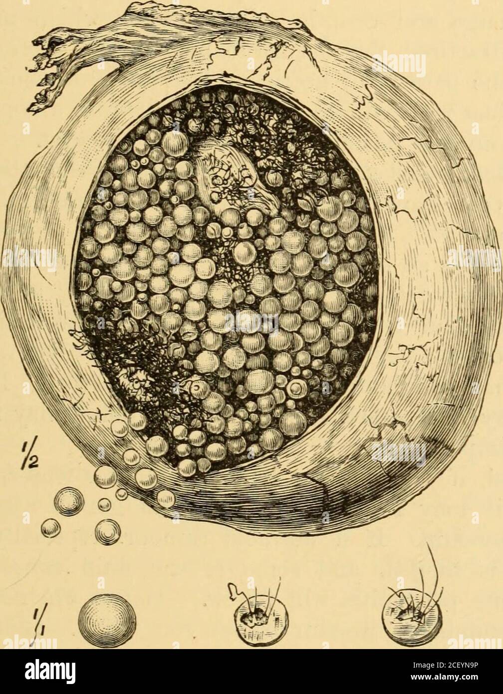 . Diseases of women. A clinical guide to their diagnosis and treatment