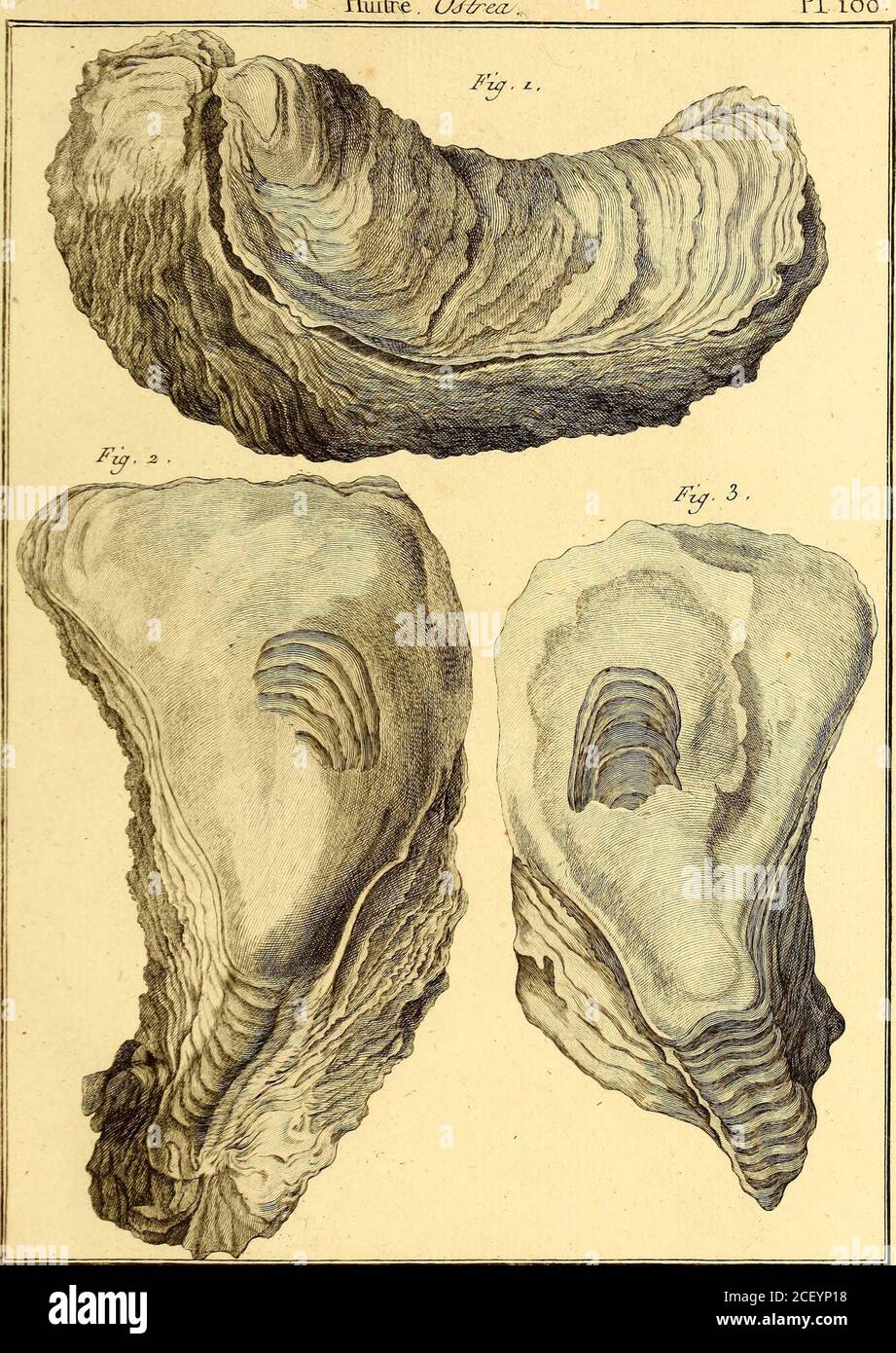 Tableau Encyclopedique Et Methodique Des Trois Regnes De La Nature Jfuf6ozres 2œ A 7e Ies Fir Isuzaja Q Gt Puzi Bmcle Irre A E Ae Icrrtl Otraxo Y 3 Ok C P Lt C Huitre Ojfc Pi I8 Lt Hxjtozre 7xcrui E2ley Tableau Encyclopedique Et Methodique Des Trois Regnes De La Nature Jfuf6ozres 2œ A 7e Ies Fir Isuzaja Q Gt Puzi Bmcle Irre A E Ae Icrrtl Otraxo Y 3 Ok C P Lt C Huitre Ojfc Pi I8 Lt Hxjtozre 7xcrui E2ley