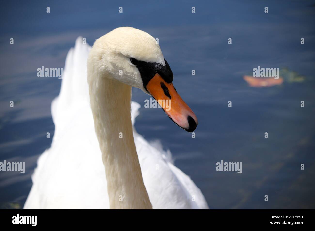 English Swan Stock Photo
