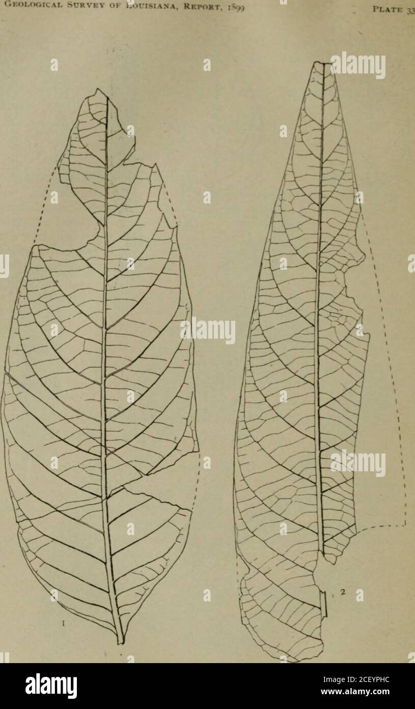 . Geology and agriculture. 1,2. fuglans schimperi P. 280 Stock Photo