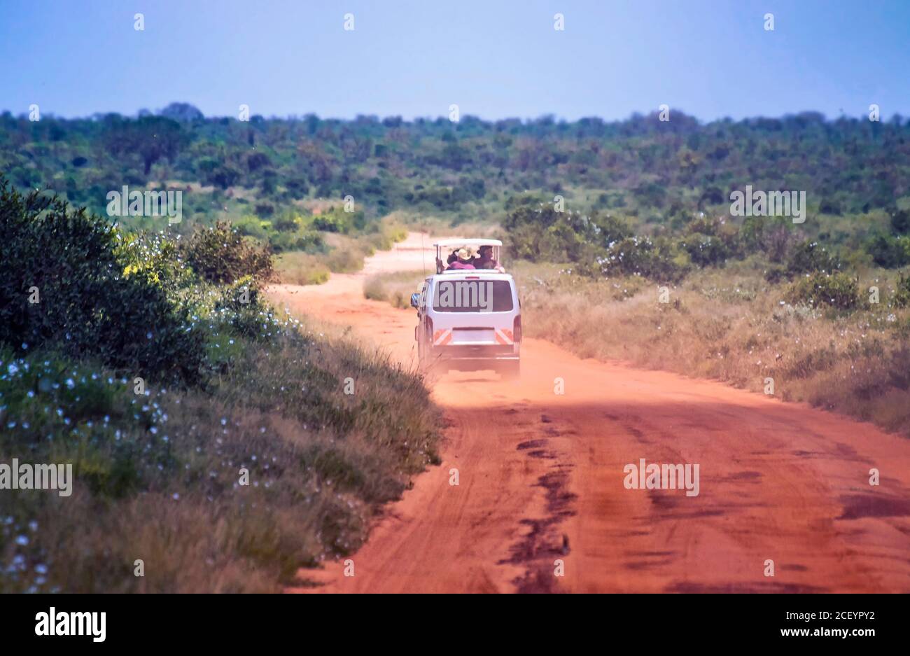 The car is driving on a dirt road in Tsavo National Park East Kenya. People are on a safari trip in nature. Stock Photo