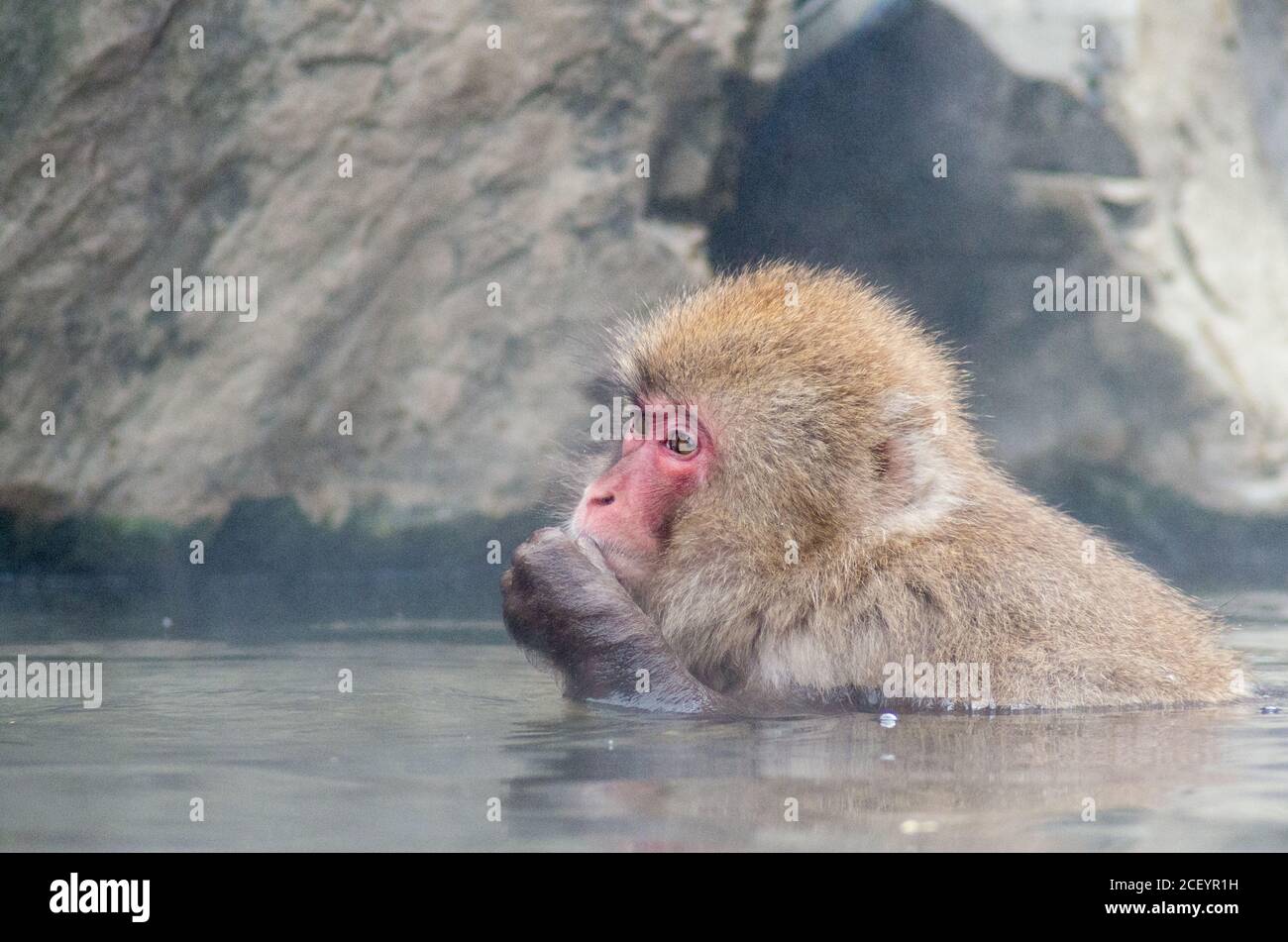 Wild Snow Monkeys (Japanese Macaque) at the Jigokudani Yaen Monkey Park in Nagano Prefecture, Japan Stock Photo