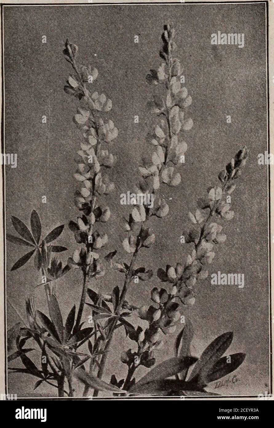 . Seeds, bulbs, shrubs : catalogue 1914. CAMPANULA PERSICIFOLIA CAMPANULA persicifoia (Peach-leaved CanterburyBell). H. P. 2 to 3 ft. Valuable for border decoration andfor cut flowers. They throw up slender stems which fromJuly are clothed withbell-shaped flowers in shades of blueand white. 2584 Persicifolia alba. White, 2 ft. Pkt., 10c.2589 Persicifolia coerulea. Blue, 2 ft. Pkt., 10c.. LUPINUS POLYPHYLLUS 3201 LUPINUS Polyphyllus. H. P. 2 to 3 ft. Plants suit-able for the hardy border, and very useful decorator.The tall spikes are well clothed with violet-blue flow-ers. Pkt.. Sc. 3238 LOBELI Stock Photo