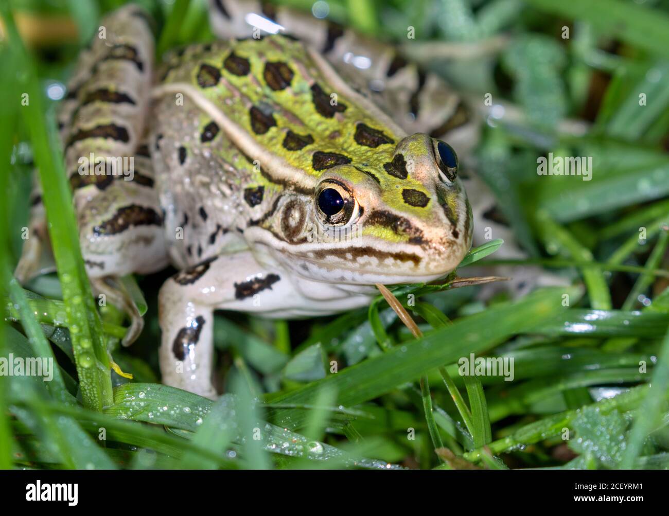 Southern leopard frog (Lithobates sphenocephalus) closeup, Ames, Iowa