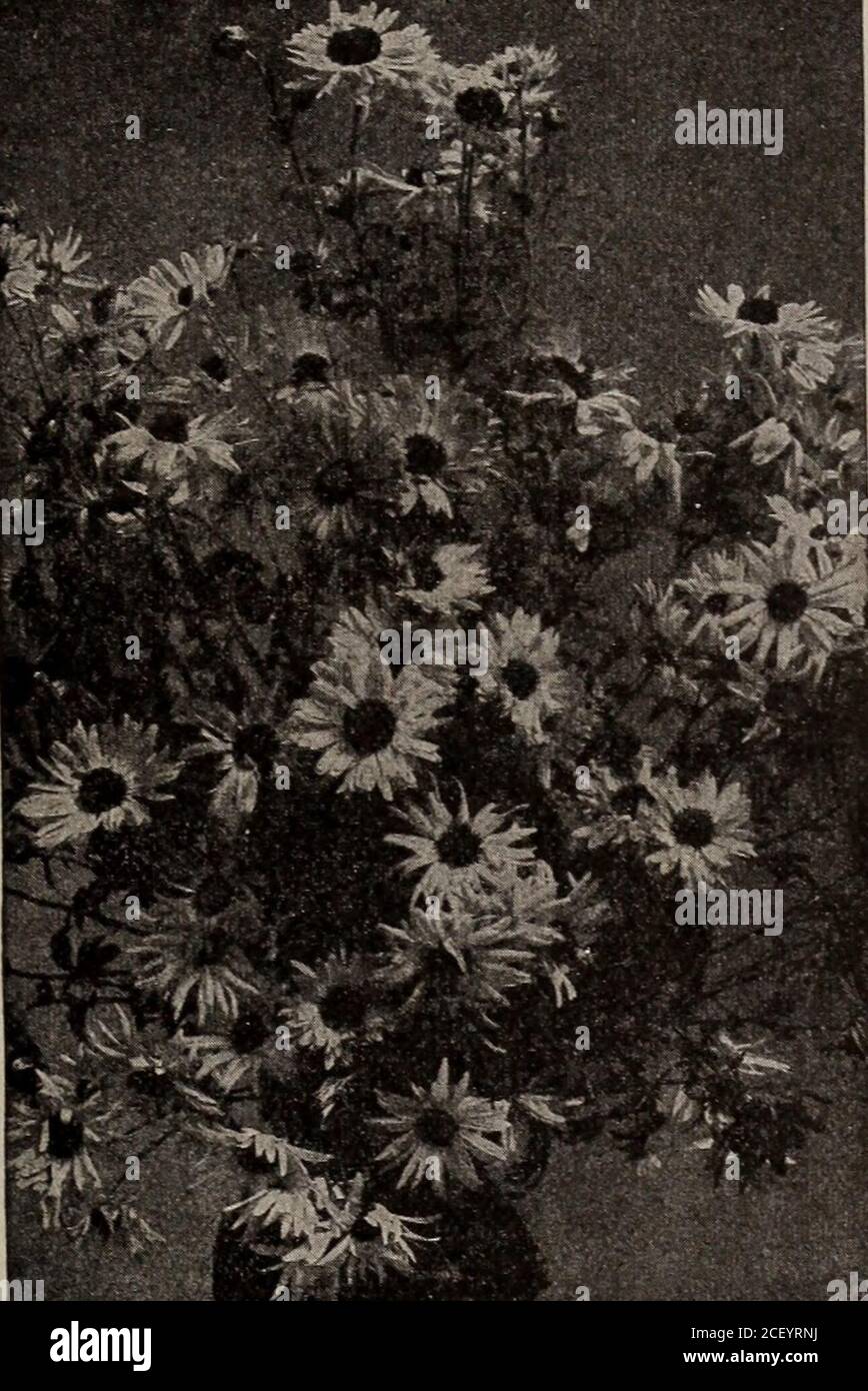 . Seeds, bulbs, shrubs : catalogue 1914. ASTER, PINK ENCHANTRESS 2518 CANDYTUFT, Giant White Hyacinth Flowered. An- n-ual. 2 ft. This grand variety produces enormousspikes of bloom, resembling a white Hyacinth (seeillustration page 46). Sow where plants are to bloomand thin out to afford plenty of room to expand.Pkt., 5c. ,696 CENTAUREA moschata rosea. H. A. 2V2 ft. Thisnew pink-colored Sweet Sultan furnishes splendidmaterial for cut flowers. On first opening the flowersare very light colored, changing into pink later on.Pkt, 15c.. CHRYSANTHEMUM, SINGLE EARLY FLOWERING 270.4 CHRYSANTHEMUM, New Stock Photo