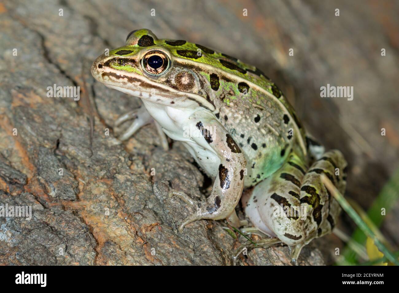 Southern leopard frog (Lithobates sphenocephalus) close-up, Ames, Iowa, USA. Stock Photo