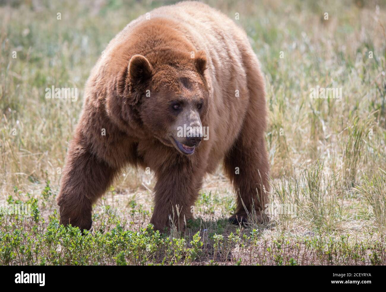 Black bear pine tree hires stock photography and images Alamy