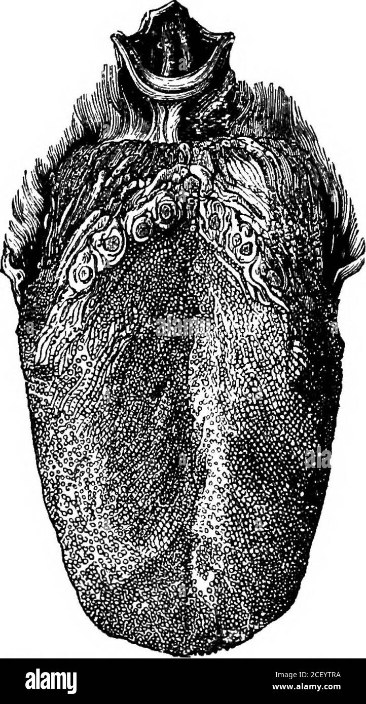 . Human physiology. iorportion of the palate. On the under surface ofthe tongue the mucous mem-brane is smooth and thin,like that of the walls of themouth generally-; but itsupper surface is renderedrough and sensitive to tasteby a number of papillae whichare richly supplied with nerveterminations. The papillae of the tongueare large compared with thoseof the dermis ; they are alsoquite distinct from each other.The smallest and most nu-merous of these are conicalor cylindrical in shape, andare called filiform (Lat. filum,a thread). Mixed with theseare a number of larger papillaecalled fungifor Stock Photo