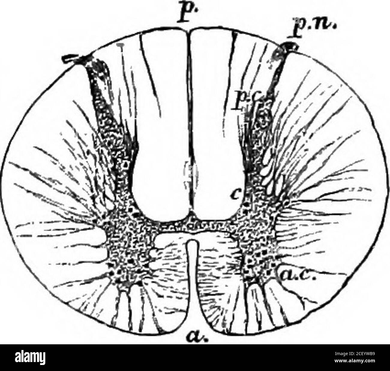 . Human physiology. re given off from the spinal cord, right and left,throughout its whole length. These are termed the spinal nerves.In the cervical and dorsal regions they emerge in pairs, passingout on each side through openings between the vertebras. Thereare thirty-one pairs of these nerves. At the lower end of the cordthe spinal nerves come off crowded together in the form of aparallel bundle which is called the cauda equina (Lat. horse tail),from its fancied resemblance to the tail of a horse. The grey matter of the spinal cord projects backward andforward on each side, forming the post Stock Photo