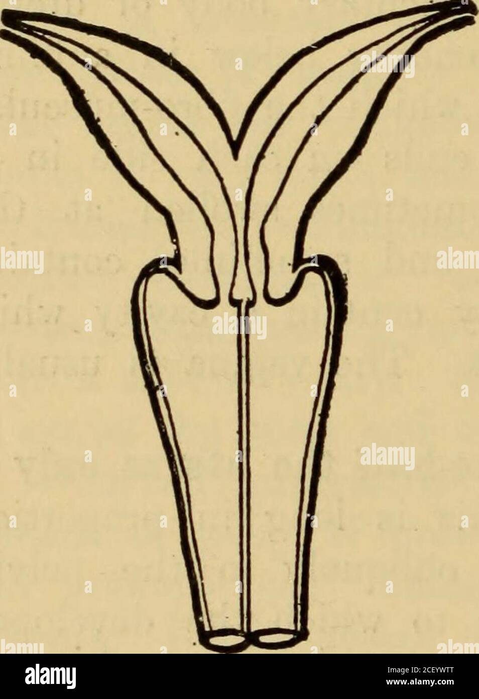 . Diseases of women. A clinical guide to their diagnosis and treatment. Fig. 166.—Diagram illustrating uterus Fig. 167-—Diagram illustrating uterusbicornis with imperfect development didelphys. (Giles.) of one half. (Giles.). Stock Photo