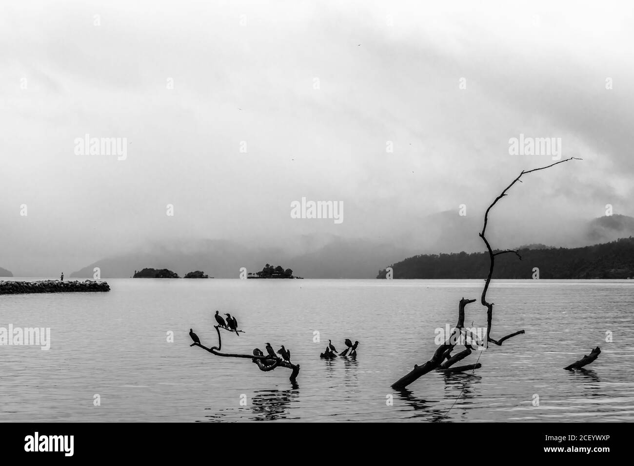 Black and white photo of tree branches outside the water in a bay Stock Photo