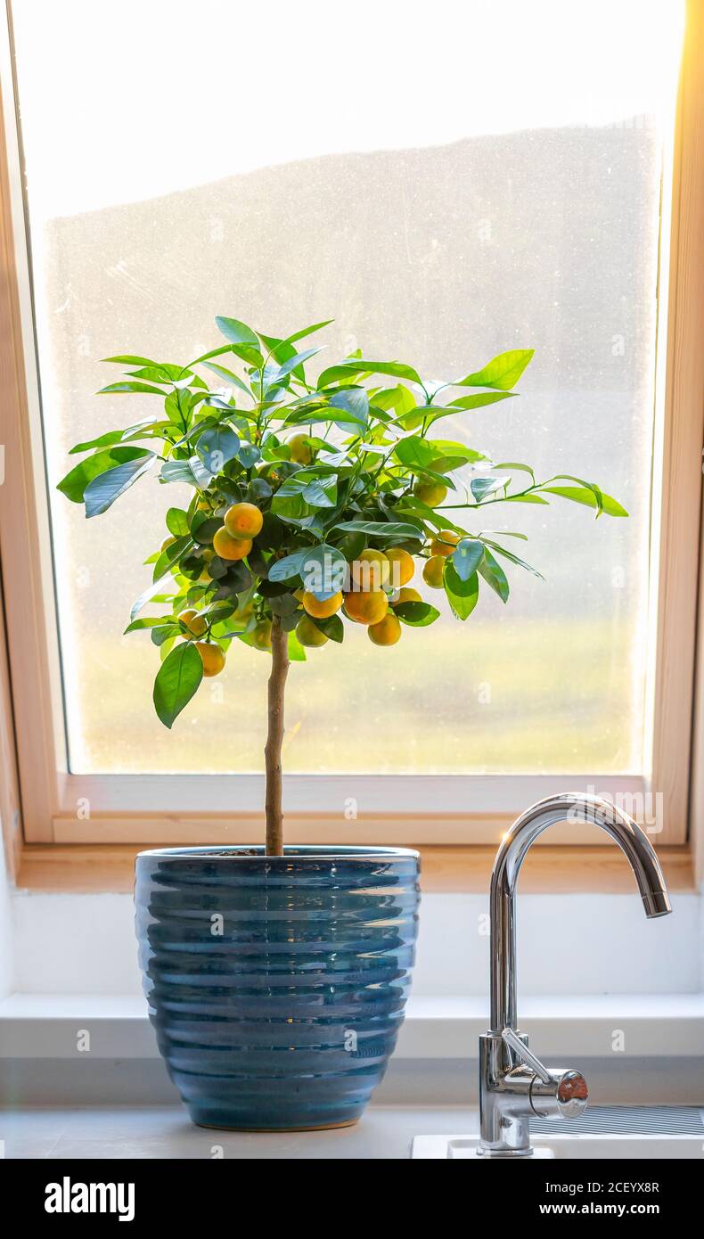 calamondin citrus tree on window sill Stock Photo