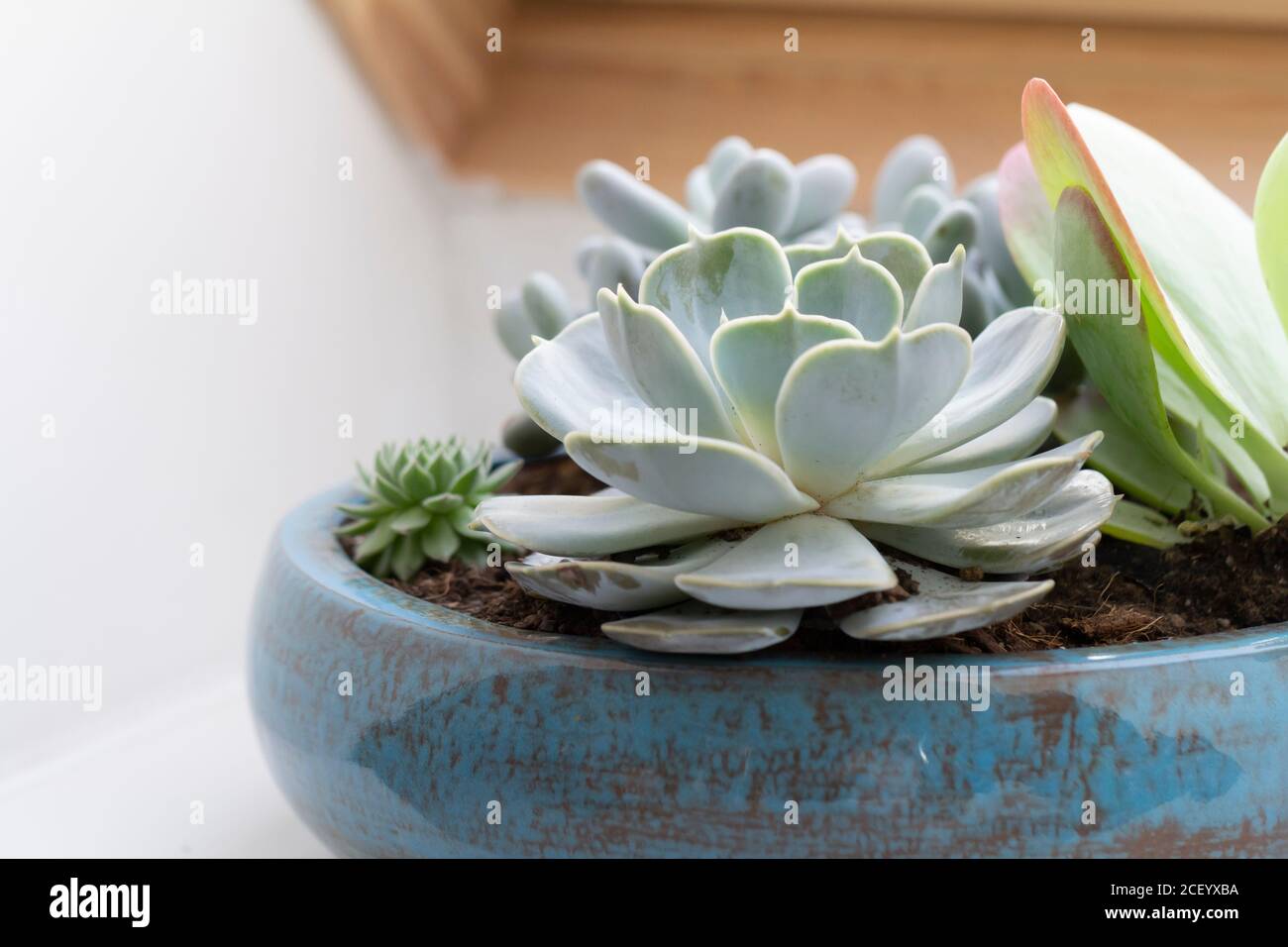 various succulent plants in flower pot in interior Stock Photo