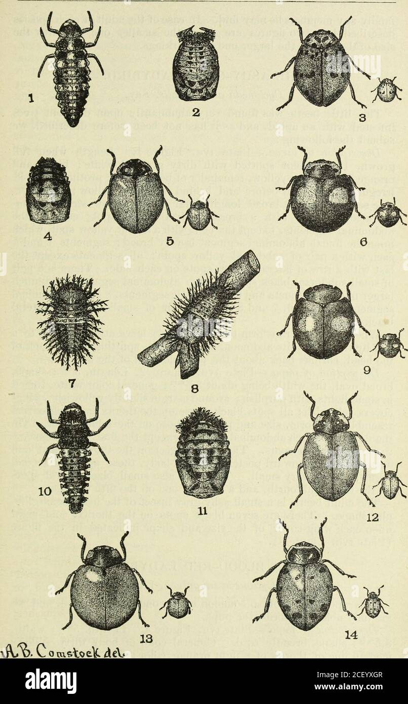 . Annual report ... of the Board of Agriculture for the year ending June 30th ... or a lady-bird 037the farmer, although it belongs to an entirely different family. Thisis the twelve-spotted Diabrotica, Diabrotica duodecim-punctata, Fabr.This insect is shown at Plate iv, Figure 11, and certainly does resem-ble Coccinella to the untrained eye. The principal points of differ-ence between it and the common Hippodamias, which it most resem-bles, are that the Diabrotica is usualty greenish, varying occasionallyto yellowish, that it has twelve black spots arranged in parallel rowsdown the wing cover Stock Photo