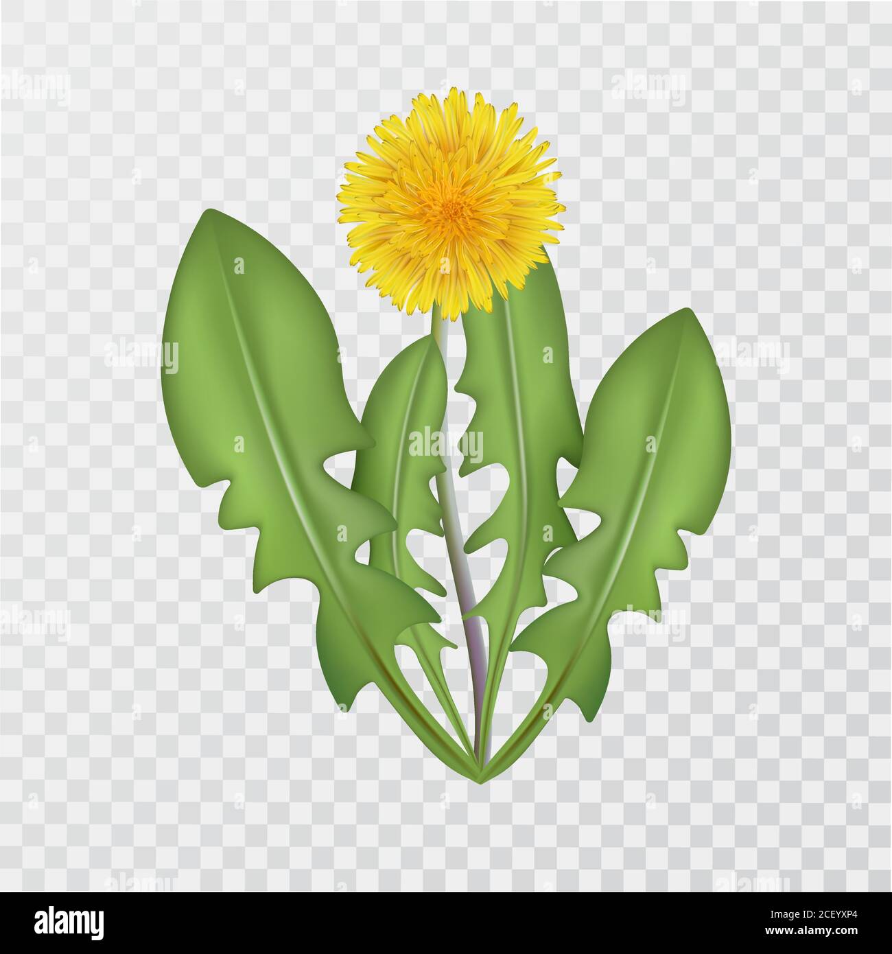 Dandelion flower on an isolated transparent background.Officinal plant. Close up.3D. An element for design. Vector realistic illustration. Stock Vector
