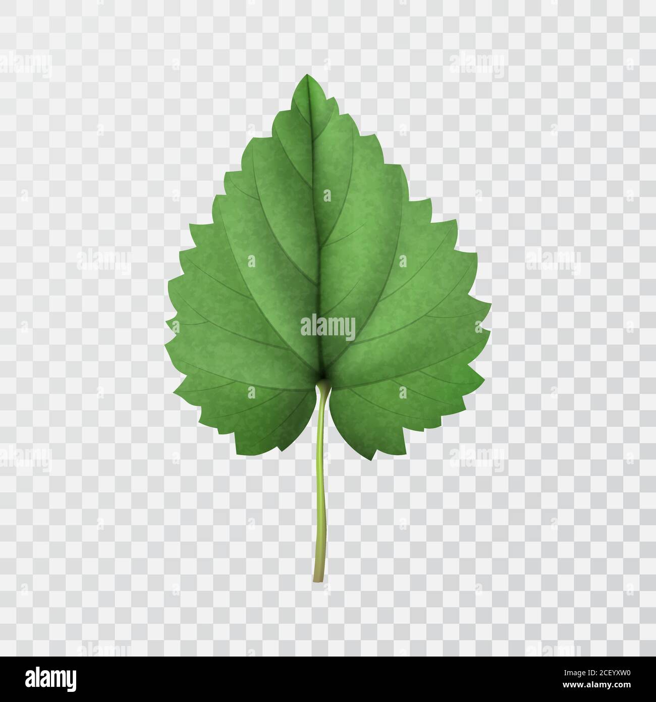 Green leaf of hop on transparent isolated background.3D. Close up. Element for design. Vector realistic illustration. Stock Vector
