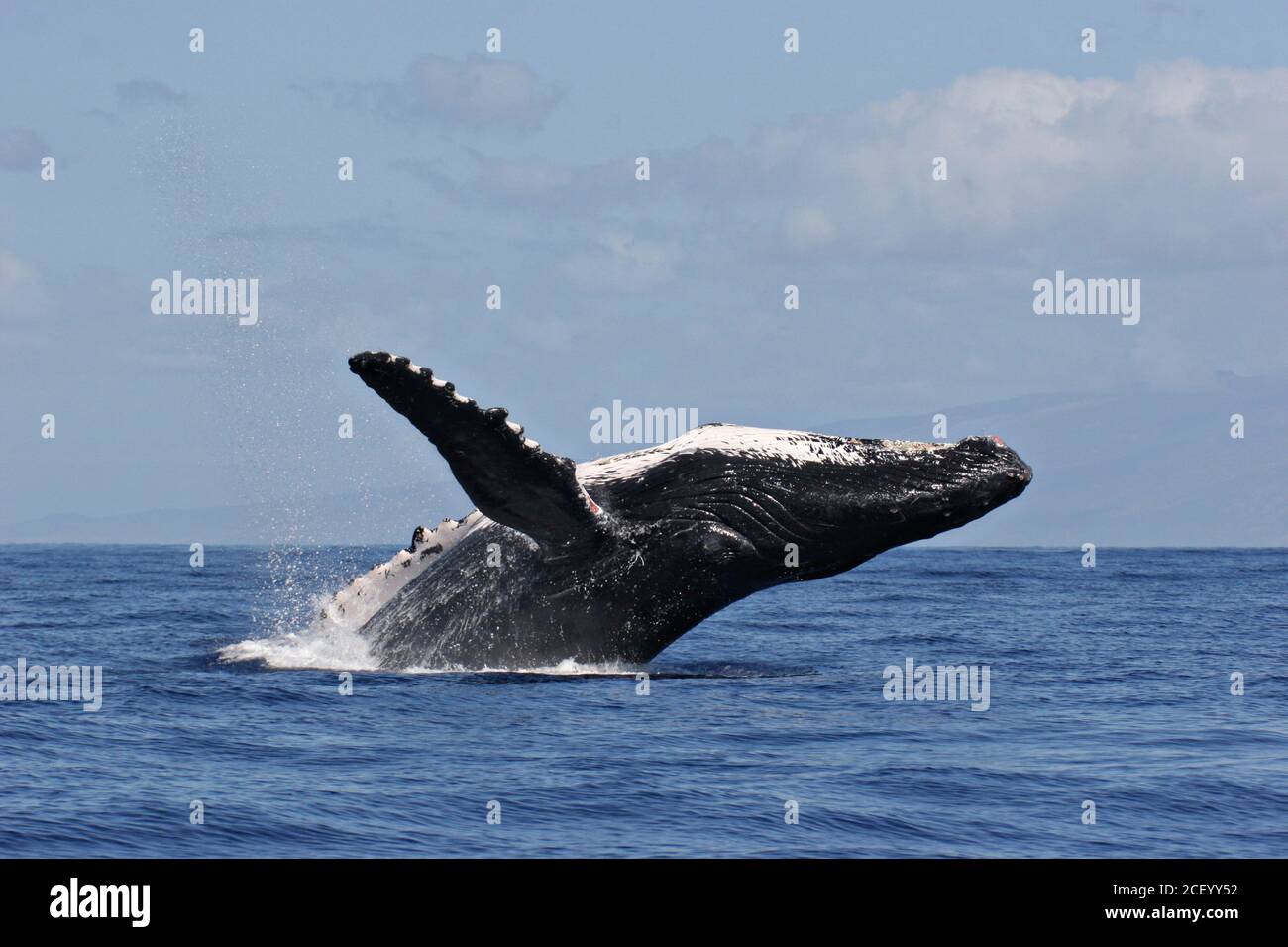 A Humpback Whale Breaches In A Dramatic Display At The Hawaiian Islands Humpback Whale National Marine Sanctuary Off The Coast Of Kihei Maui Hawaii The Hawaiian Islands Are The Principal Winter Breeding