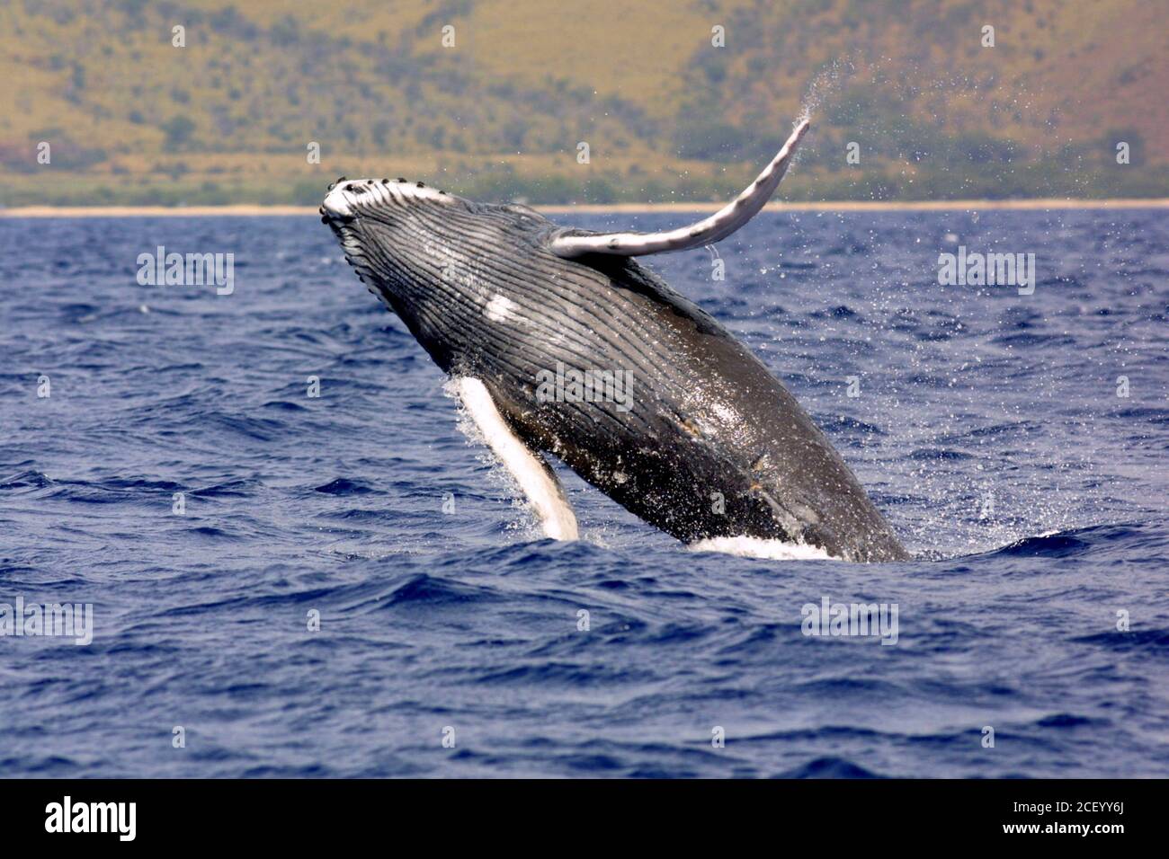 A Humpback Whale Breaches In A Dramatic Display At The Hawaiian Islands 