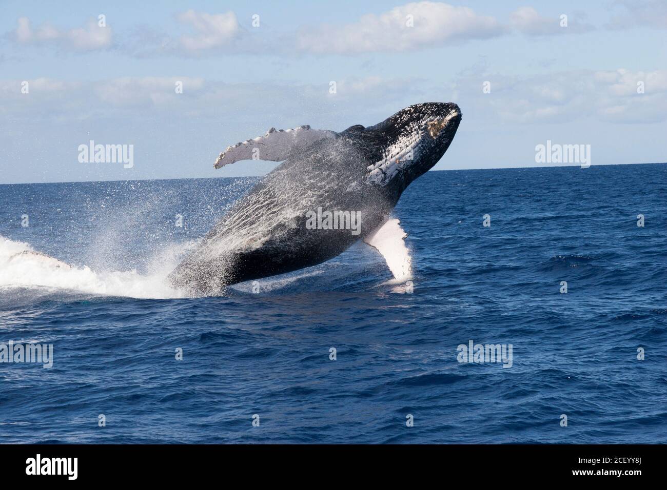 A Humpback Whale Breaches In A Dramatic Display At The Hawaiian Islands 