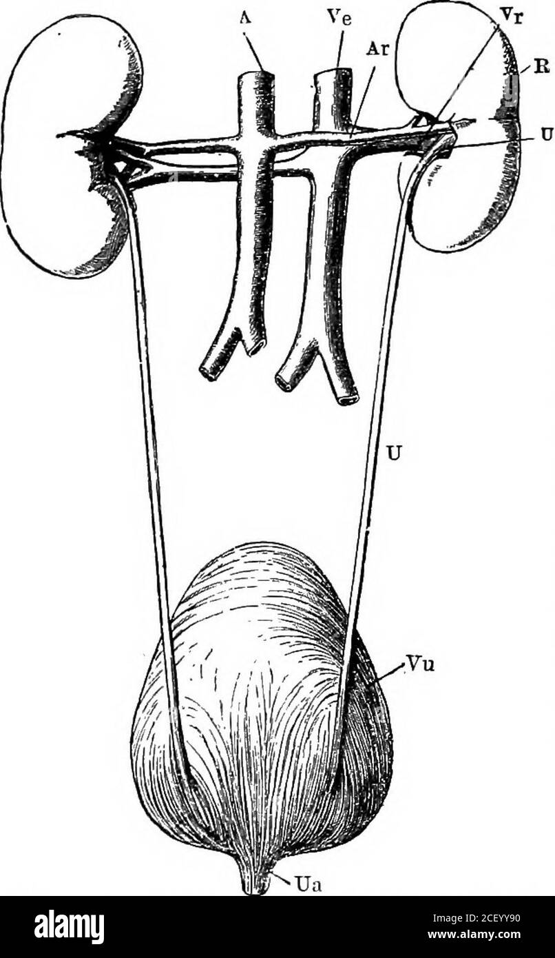 . Human physiology. number ofshort wide prolongations.The cavity is called thepelvis of the kidney, andits branches, calices (Lat.calyx, a cup). We alsoobserve that the solid por-tion of the kidney consistsof an inner medullarysubstance which has afibrous appearance, andan outer cortical sub-stance of a darker colour.The medullary sub-stance is not really fibrous,but consists of a multitude R, right kidney; U, ureter; A, aorta ; Ar, right renal of minute tubes arranged in separate conical massescalled the pyramids. Theapex or point of each pyramid is turned toward the pelvis of thekidney, into Stock Photo